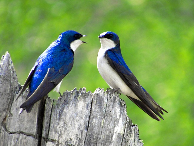 swallow, tree swallow, nature