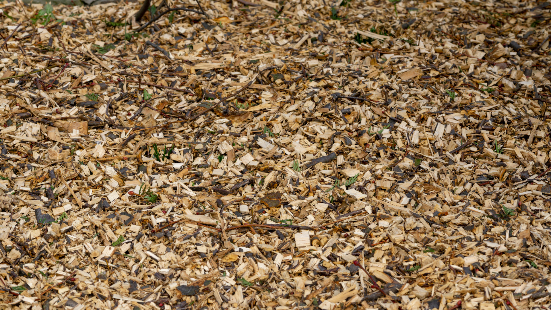 It's a good idea to take advantage of tree and brush debris debris like this pile.