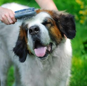 how often should you brush your dog,brush