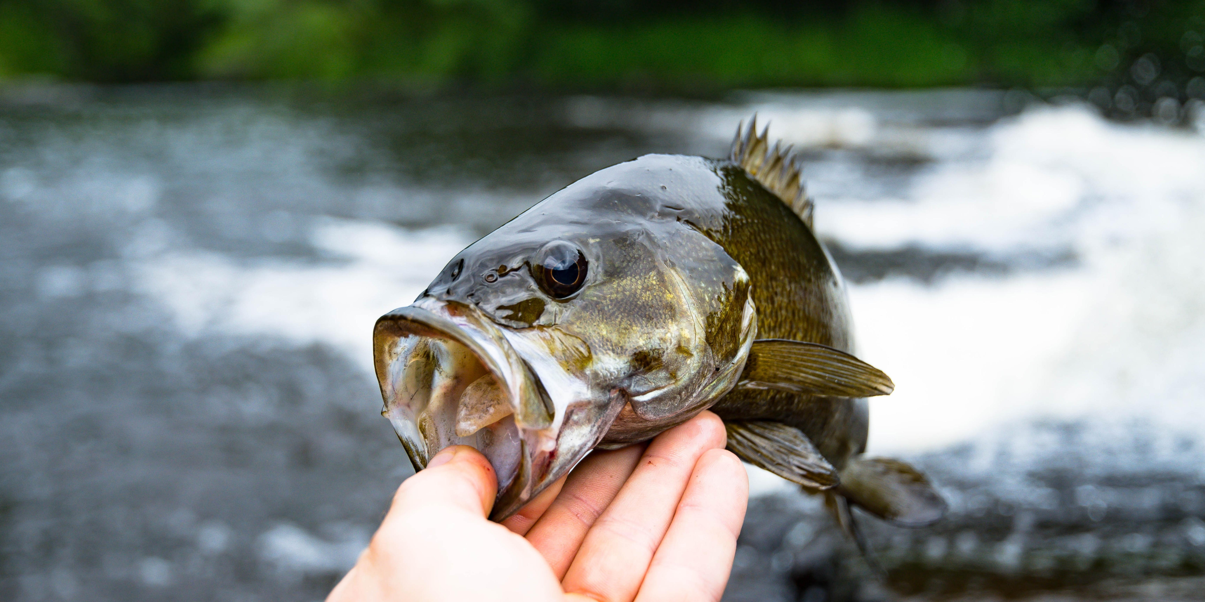 Your Guide to Catching Bass - Best Bass Lures