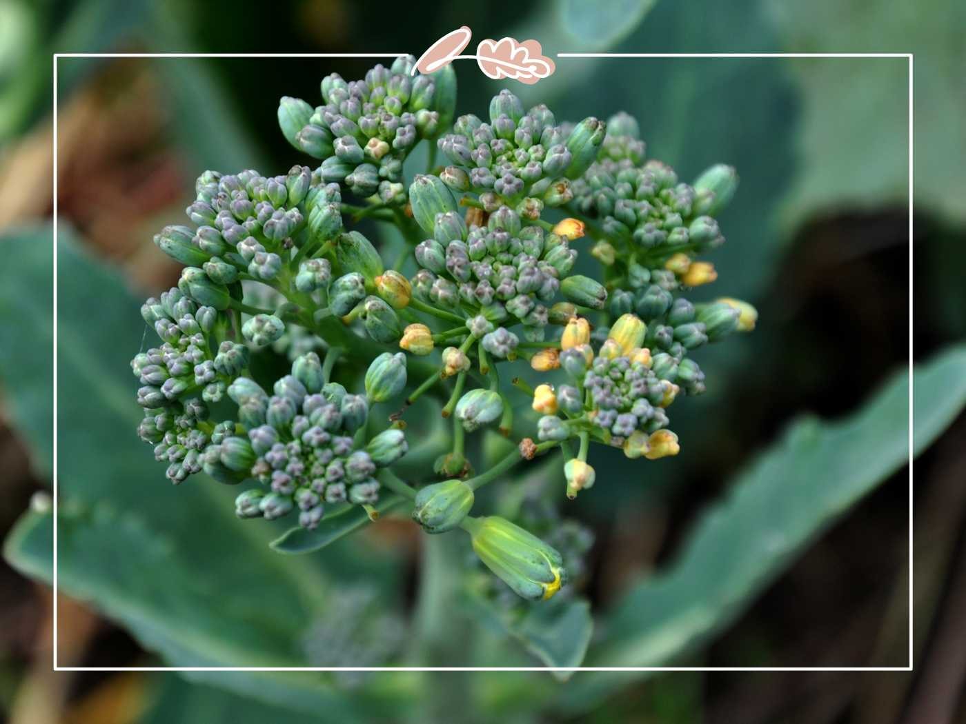 Close-up of a broccoli plant with its green florets and budding yellow flowers. Fabulous Flowers and Gifts.