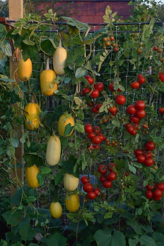 conseils  carré potager