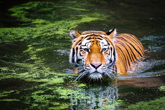 tiger, swamp, big cat, successful