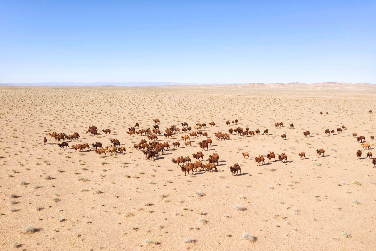 Es begegnen einem viele Kamele auf Rundreisen durch die Mongolei in der Gobi Wüste