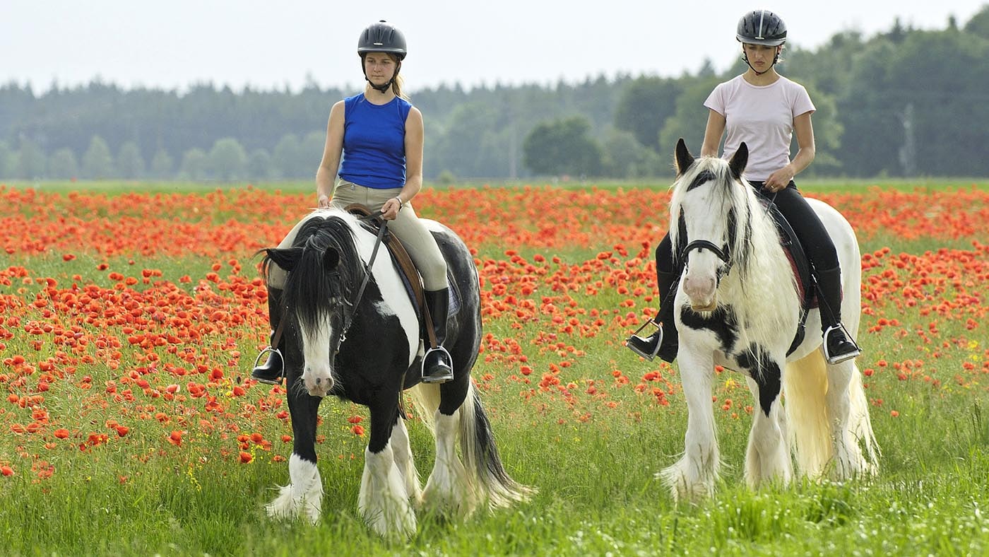 Two riders on black and white Gypsy horses