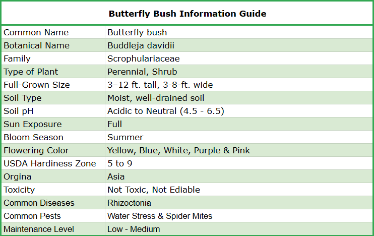 The Complete A - Z Guide on Butterfly Bush Care | ShrubHub