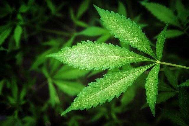 What is THCA?