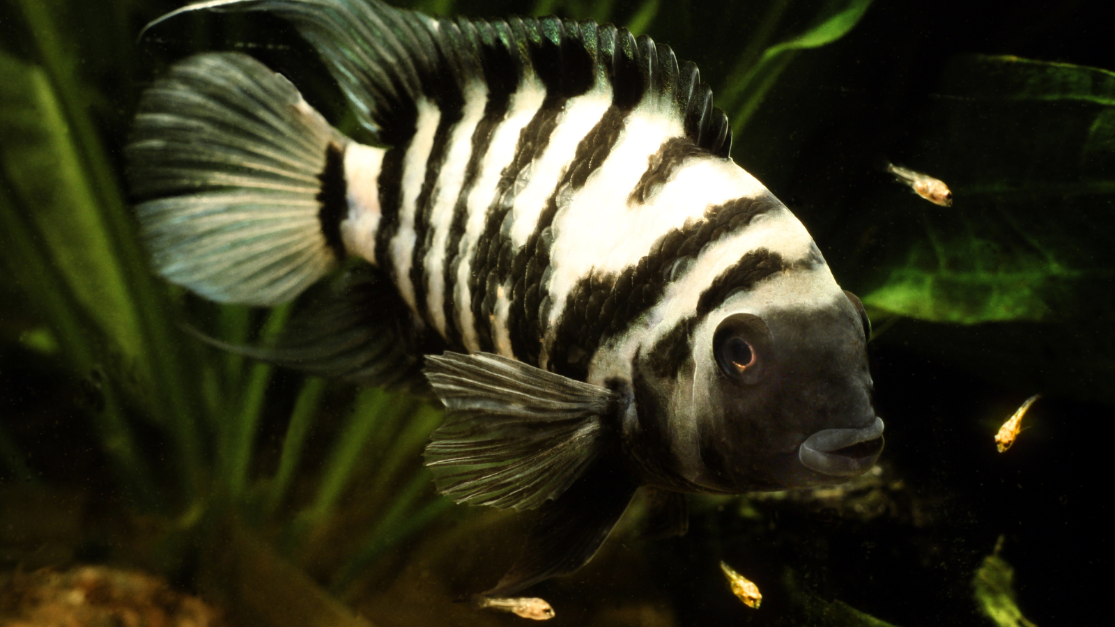 Convict Cichlids are a great species for someone looking to try a little larger fish.