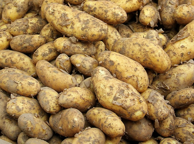 potato, new harvest, food