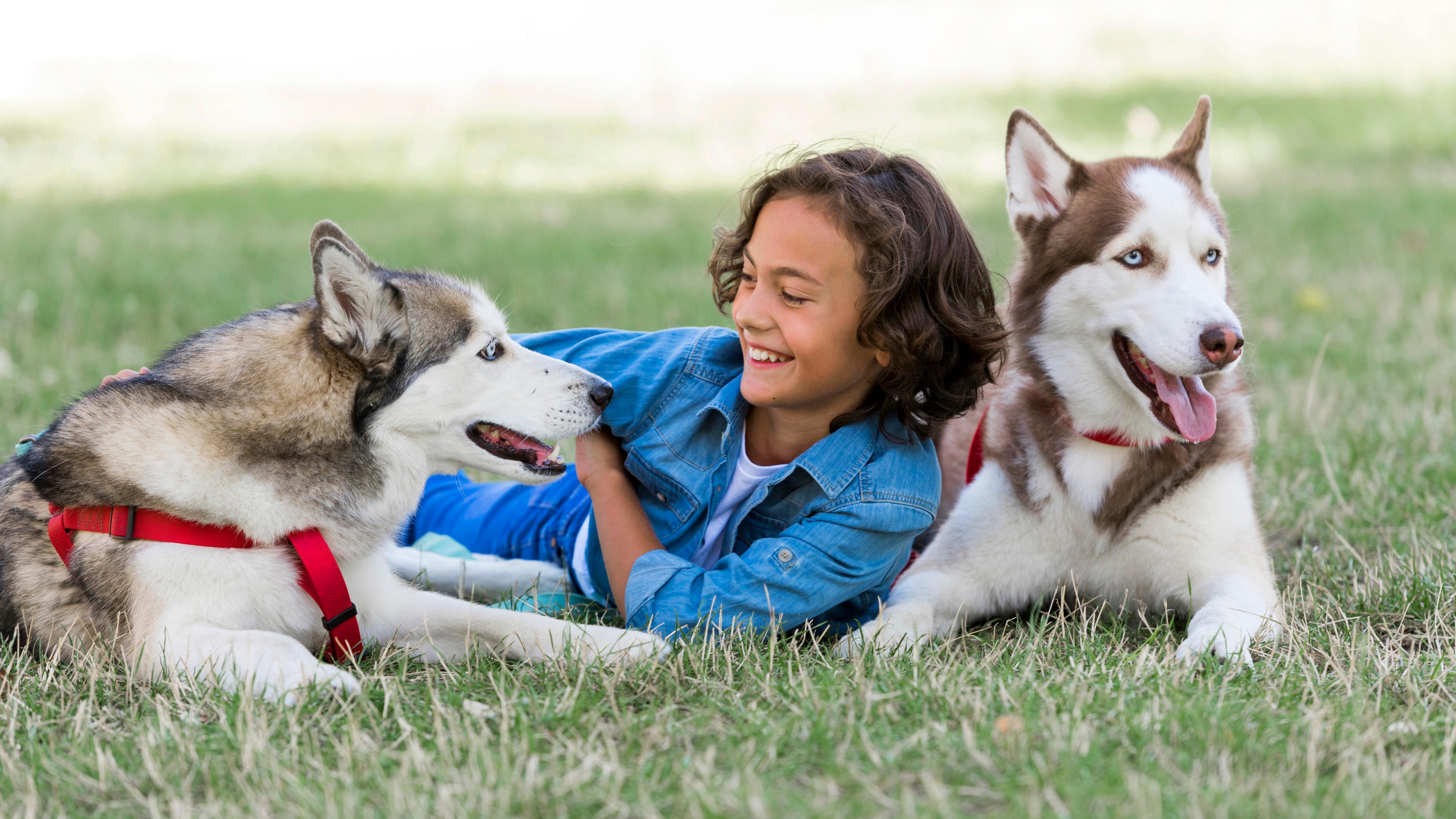 Multi-Dog Families