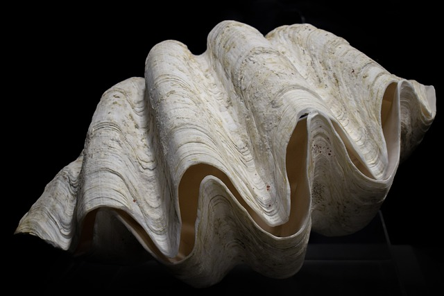 tridacna gigas, shell, giant clam