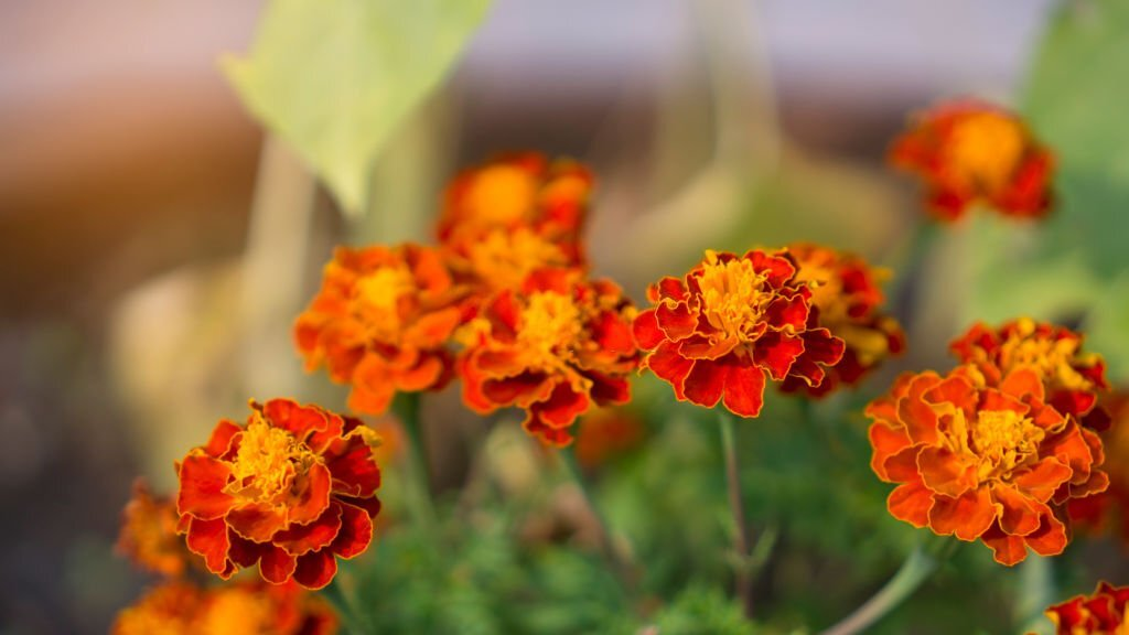 French Marigold