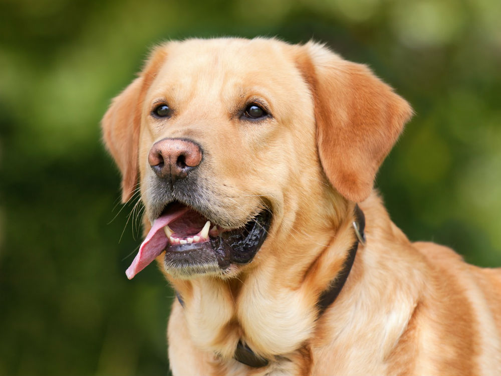 A golden retriever outside.