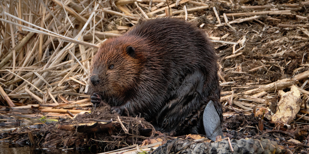 Beavers, 