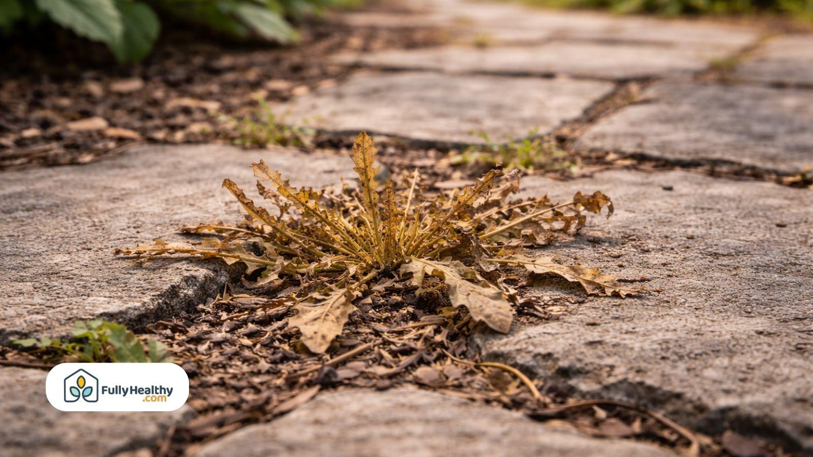 Brown dried weed after vinegar treatment on stone garden path