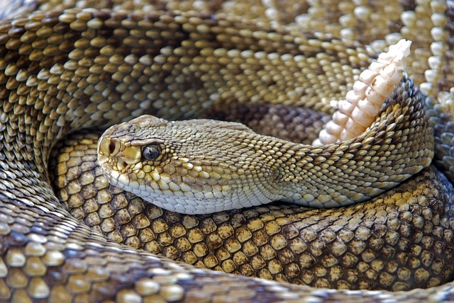 mexican west coast rattlesnake, snake, reptile