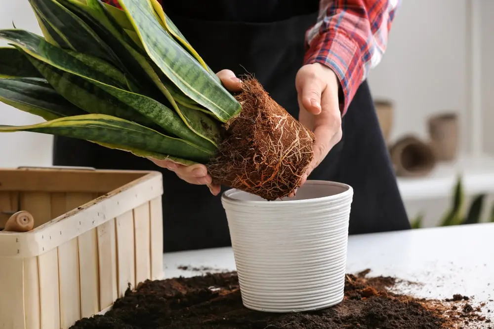 repotting snake plant, Best Pot for Snake Plant