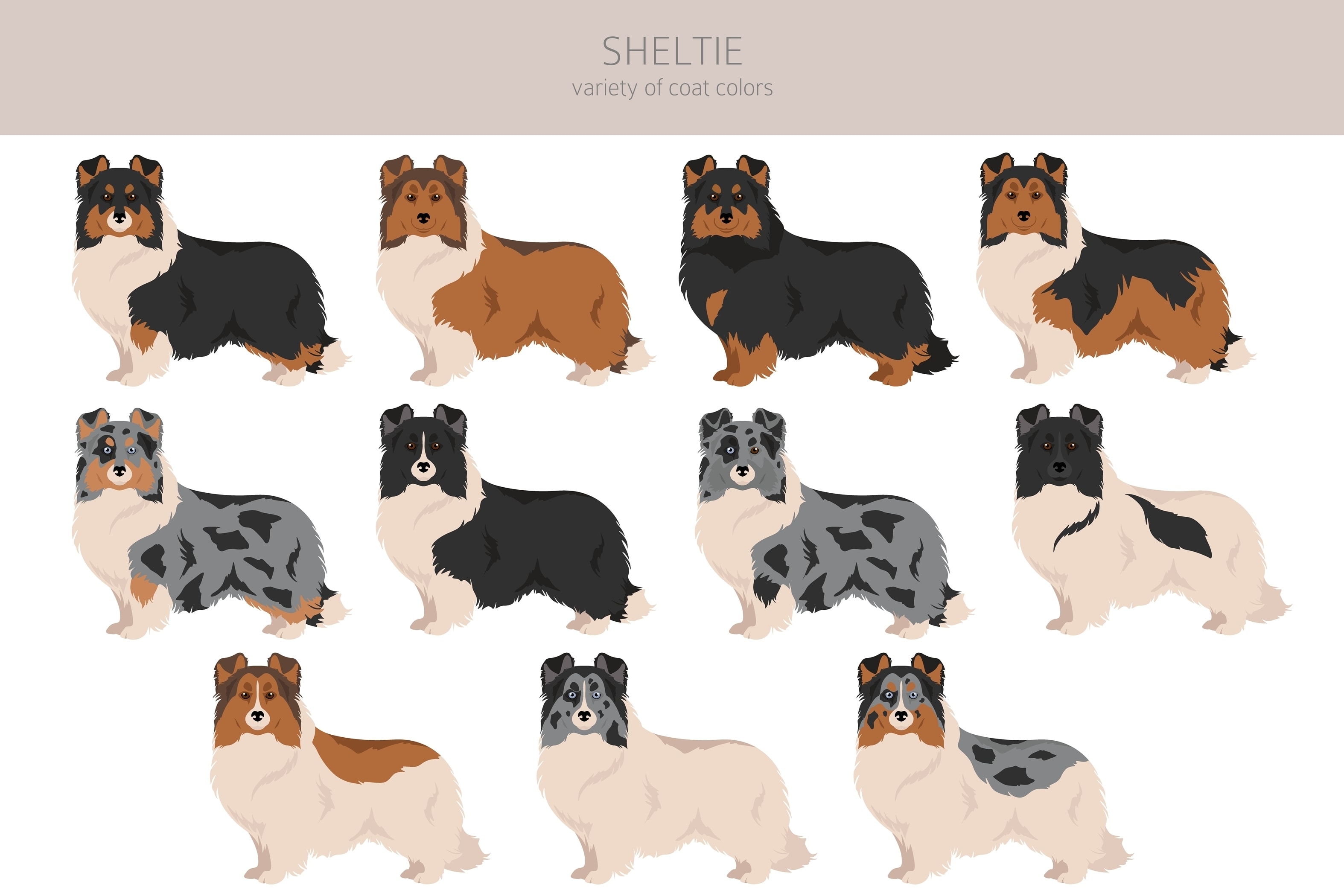In infographic of the multiple coat possibilities of the Shetland Sheepdog