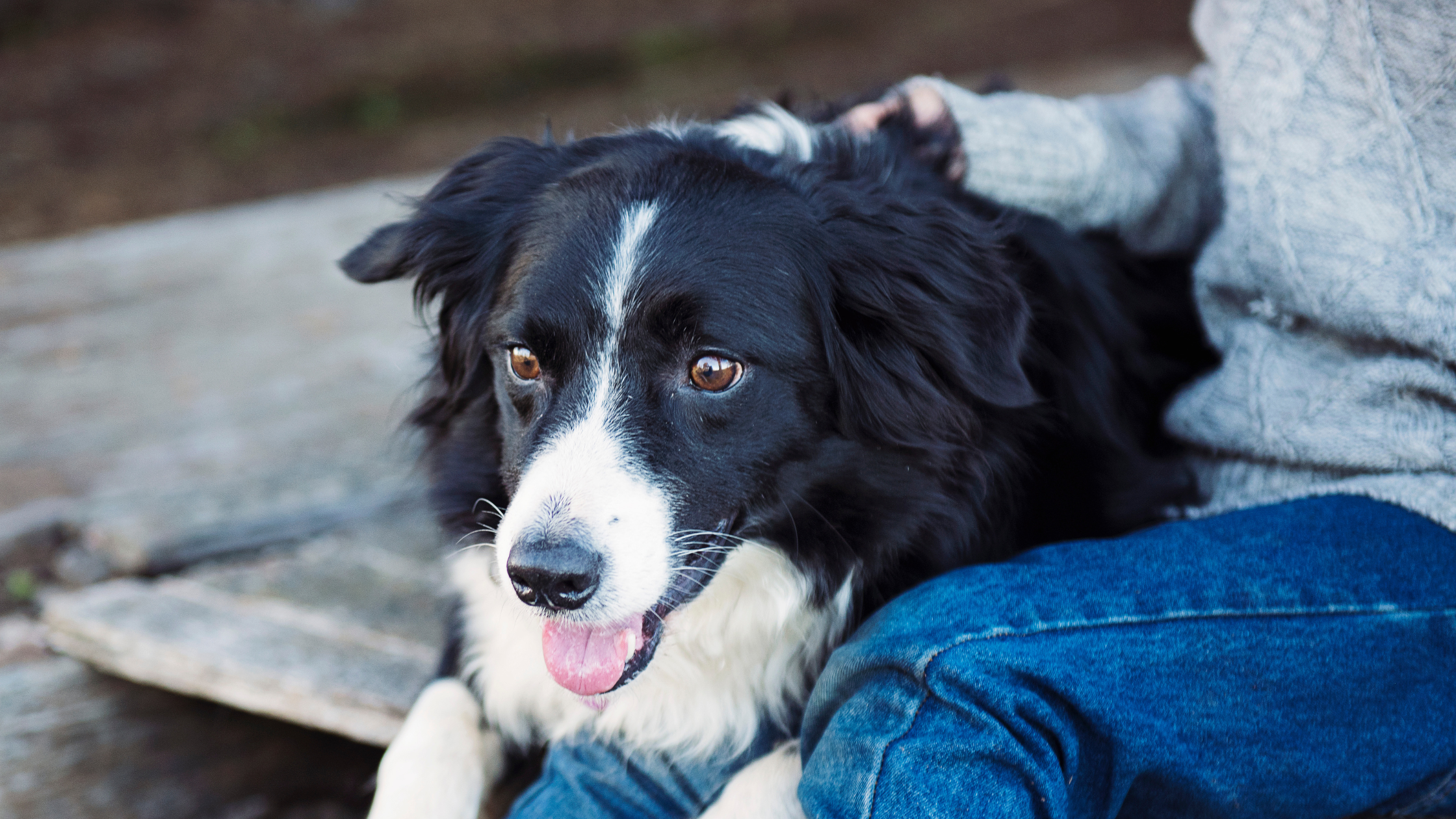 3808d8b5 4655 46e4 8020 338a2d1d458d Why Does My Dog Lay On Me?