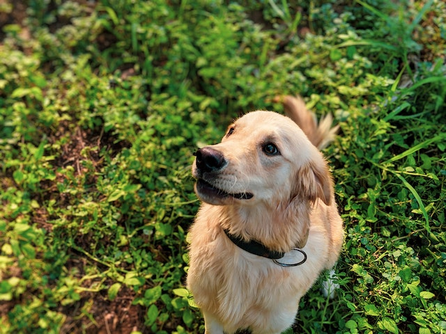 is snake plant poisonous to dogs