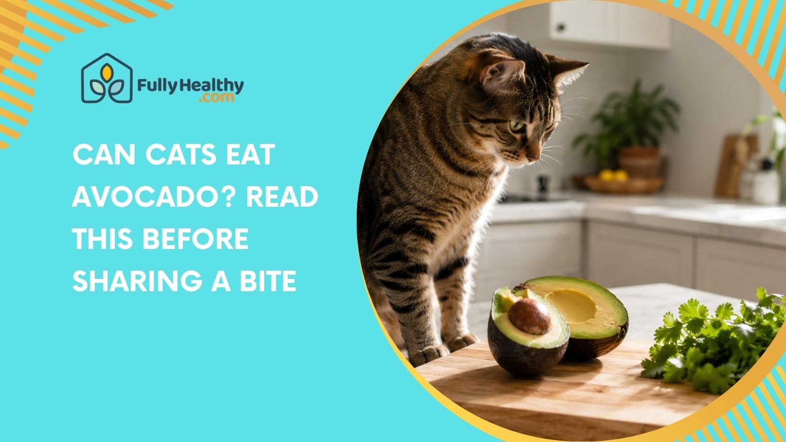 Can Cats Eat Avocado? Read This Before Sharing A Bite