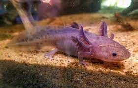 Lavender Axolotl: The Complete A to Z Guide