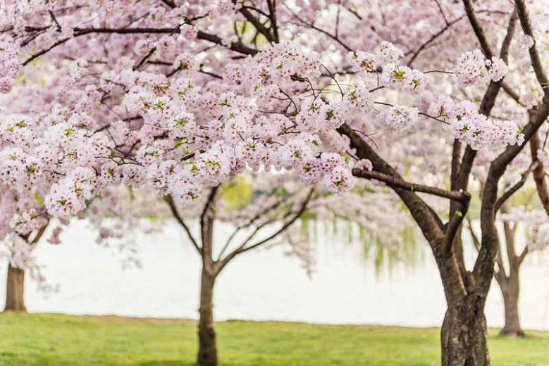 How to Grow Cherry Blossom Trees?