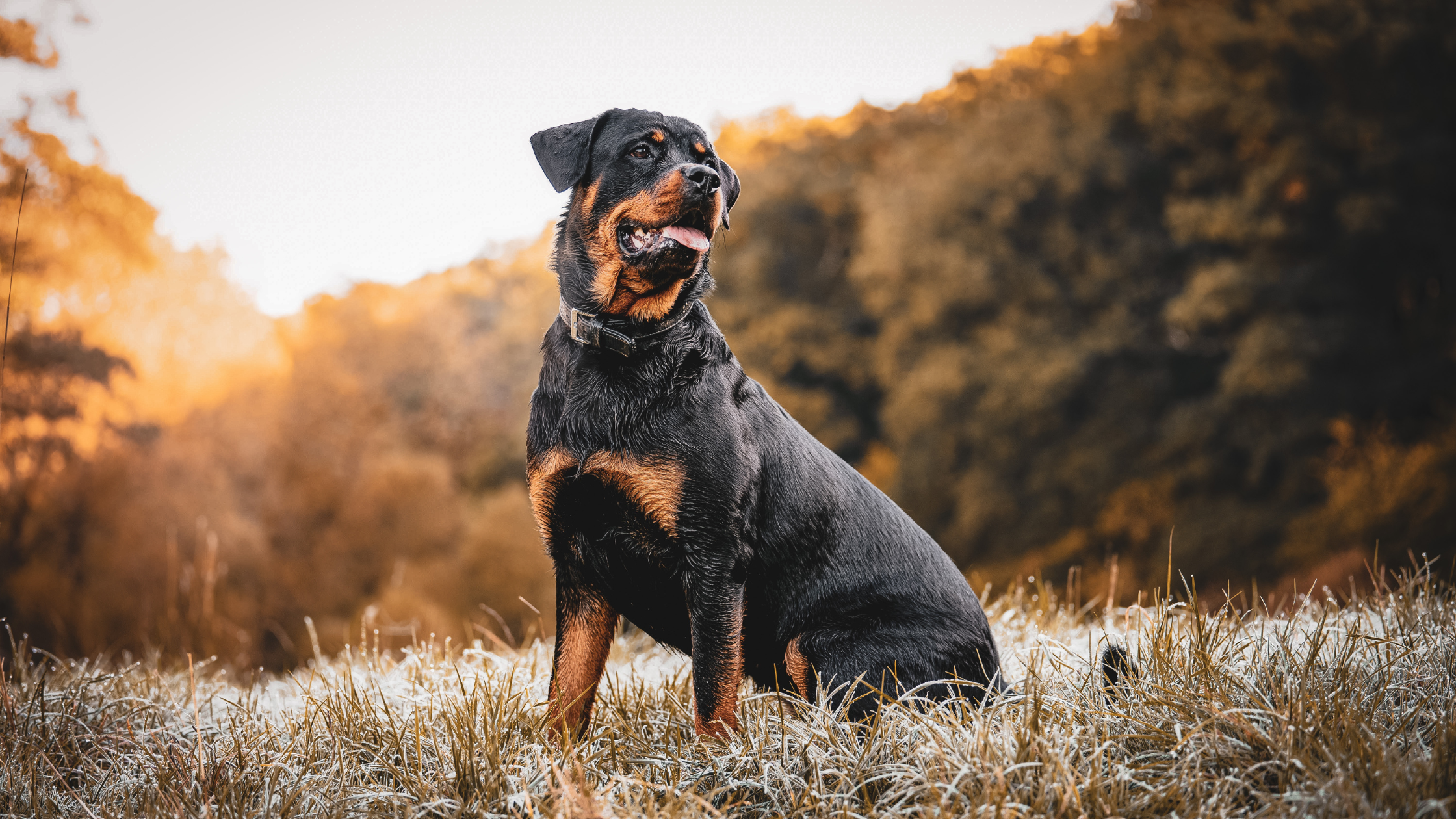 An adult black and tan Rottweiler sitting in a forested glen