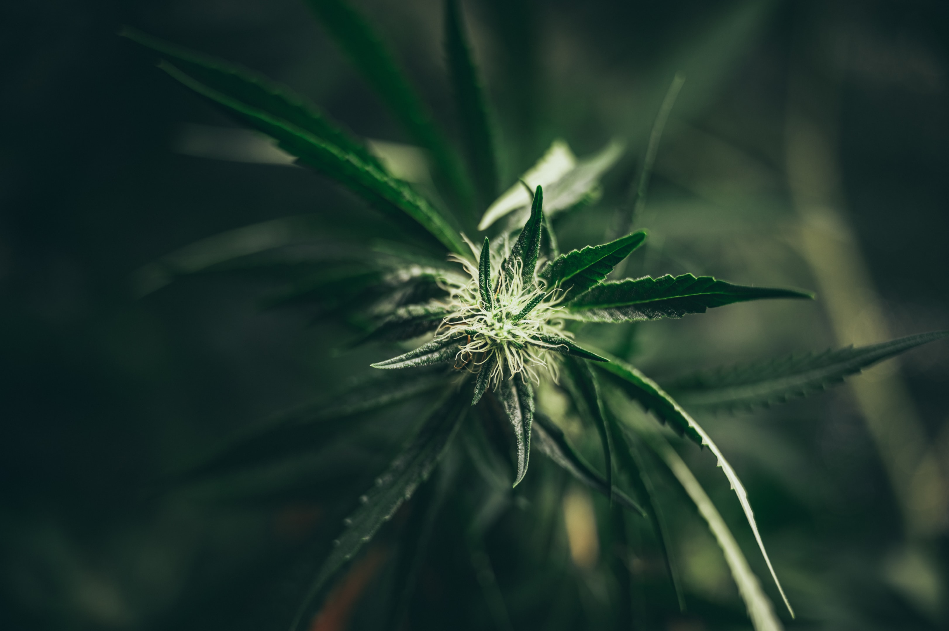 The hemp plant is legal by federal law (2018 Farm Bill), which is what we at 3CHI operate under. We have a THC product for everyone, from hard candies to gummies, baked goods, and oils. We have a THC product for you.