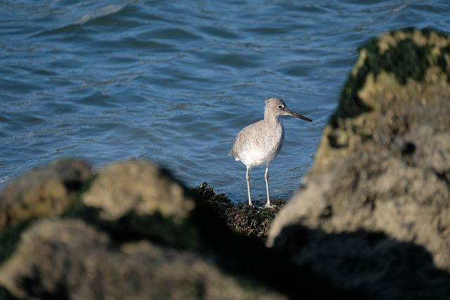 willet, Birds that start with W