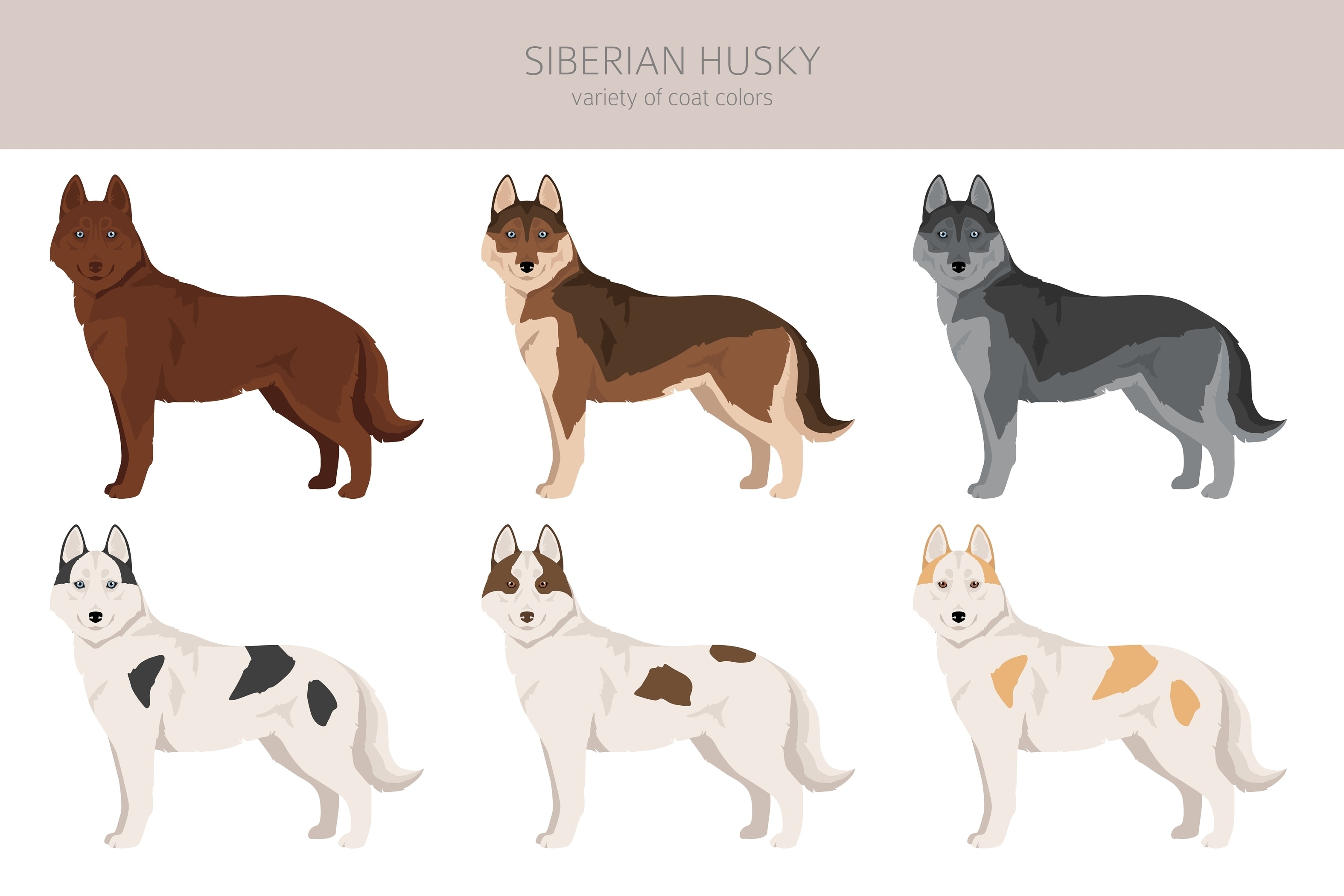 An infographic of the coat color possibilities of the Siberian Husky