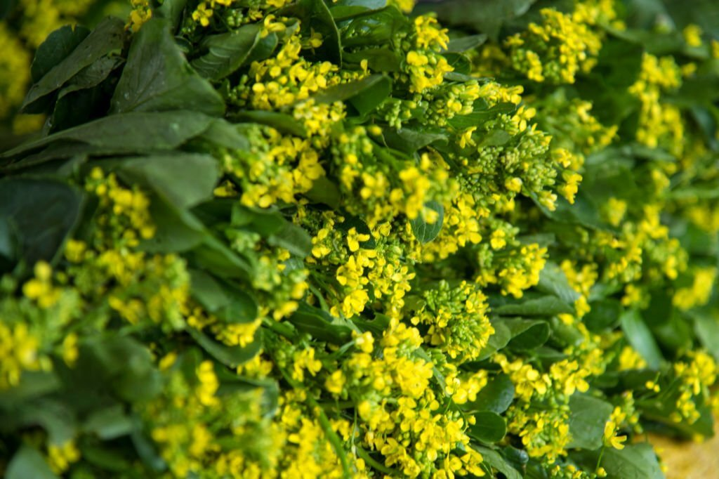 28 Beautiful Flower Names That Start With A 19