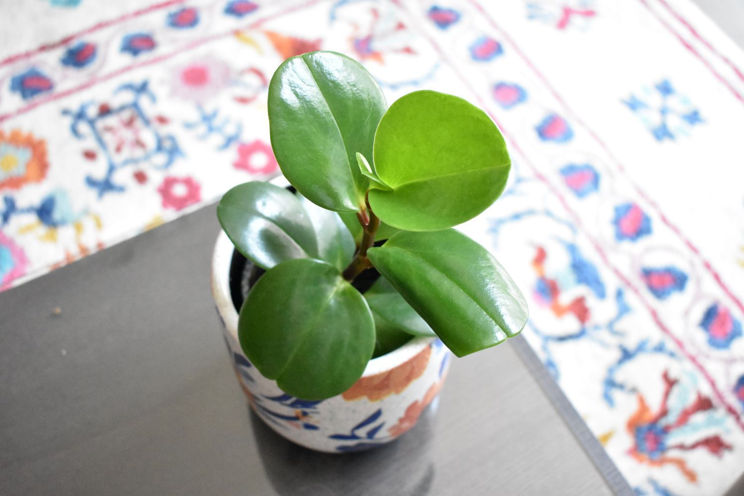 rubber plant pepper face, popular plants