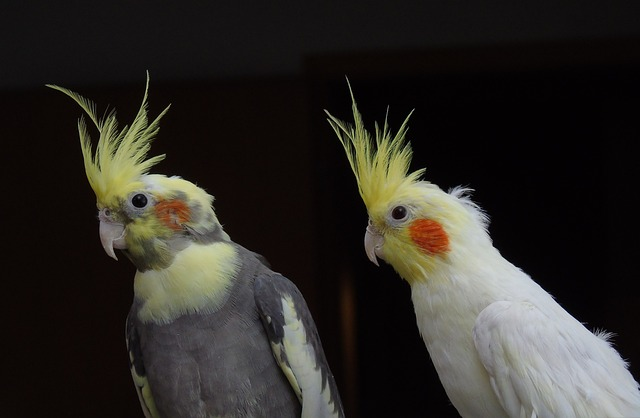 Birds That Get Along With Cockatiels