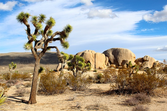 joshua tree national park, mojave desert, rocks