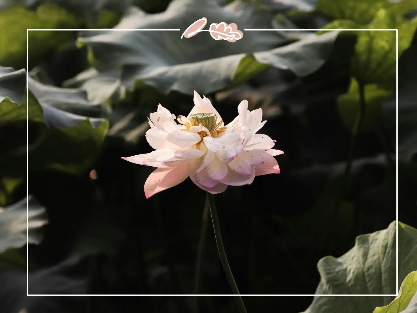 A single pink lotus flower blooming amid large green leaves. It may symbolize peace. Fabulous Flowers and Gifts.