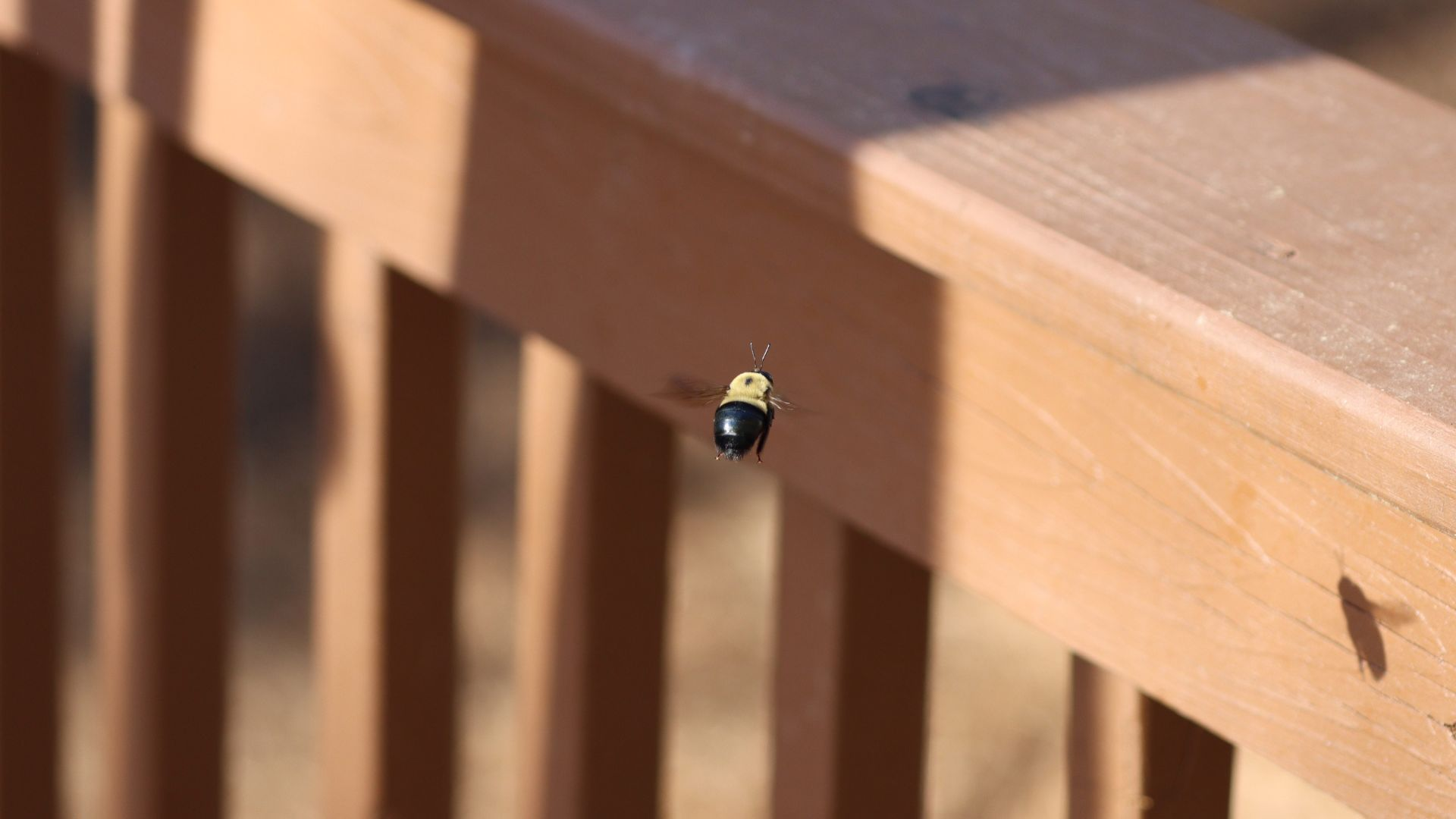 An image of a carpenter bee hovering near a wooden deck railing.