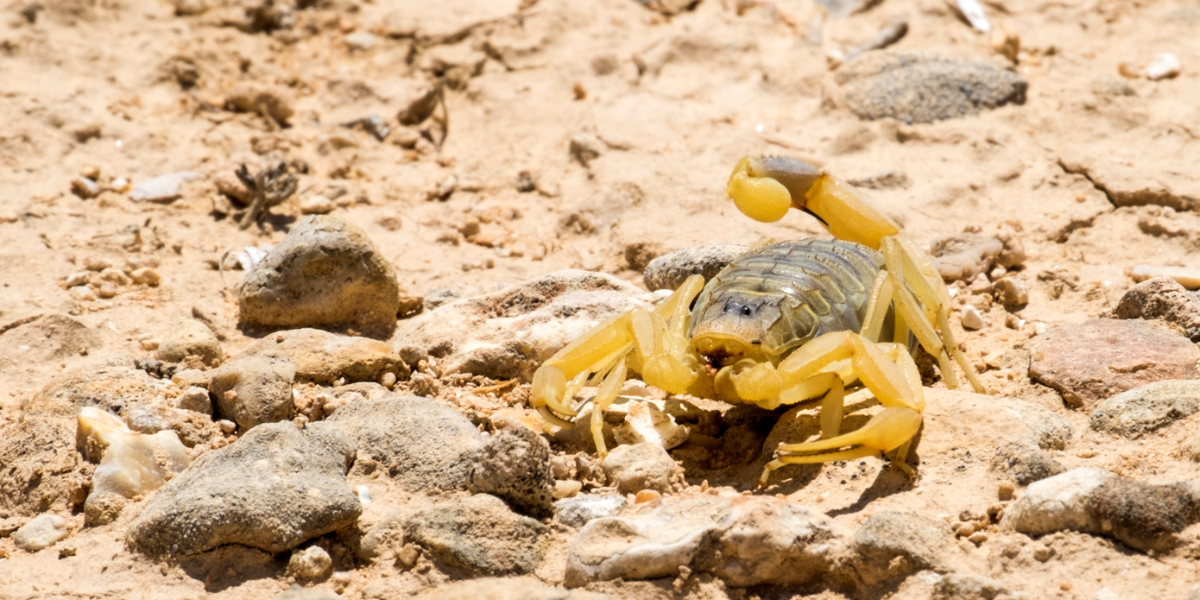 common dangerous animals in Aruba