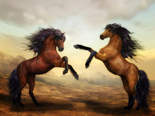 horses, pair, wild horses