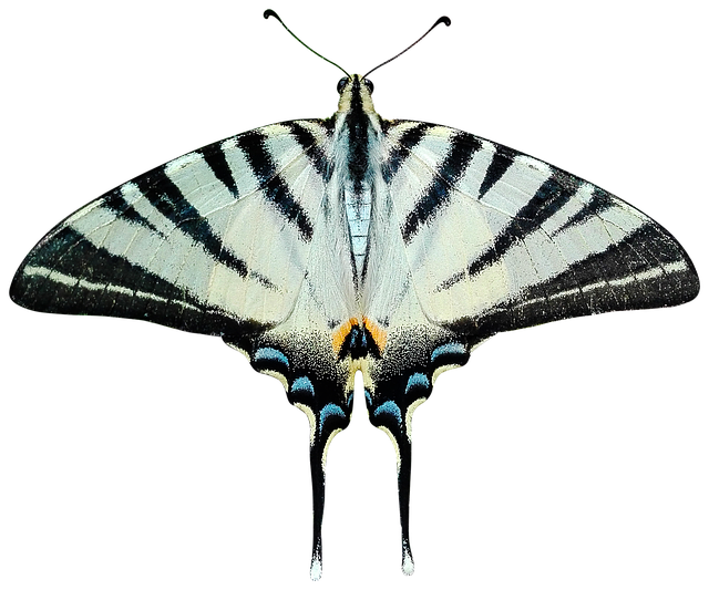 butterfly, png, transparent