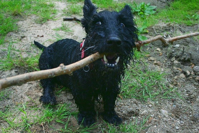 dog, scottish terrier, scottie, animal, cute, attention, fur, adorable, doggy, happy, green happy, green happiness, scottish terrier, scottish terrier, scottish terrier, nature, pet, scottish terrier, scottish terrier, scottie