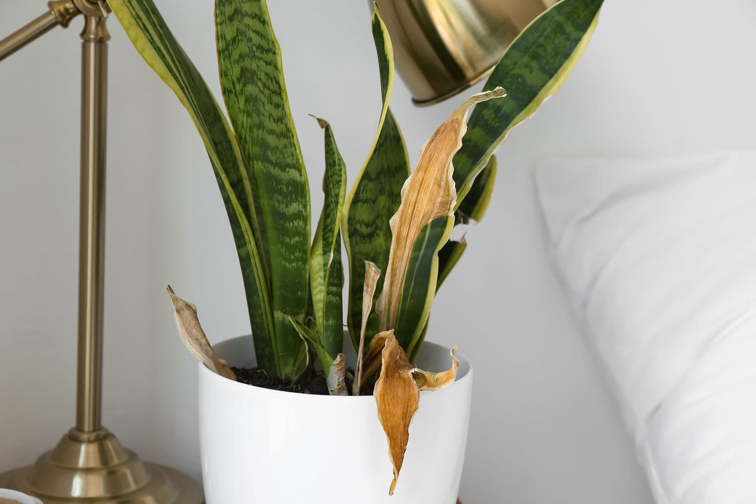 infected roots, snake plant