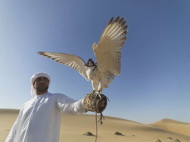 falcon, uae, desert