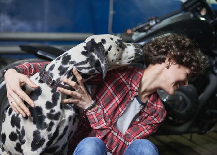 Why Does My Dog Lick & Nibble My Ears? (Causes & Solutions)