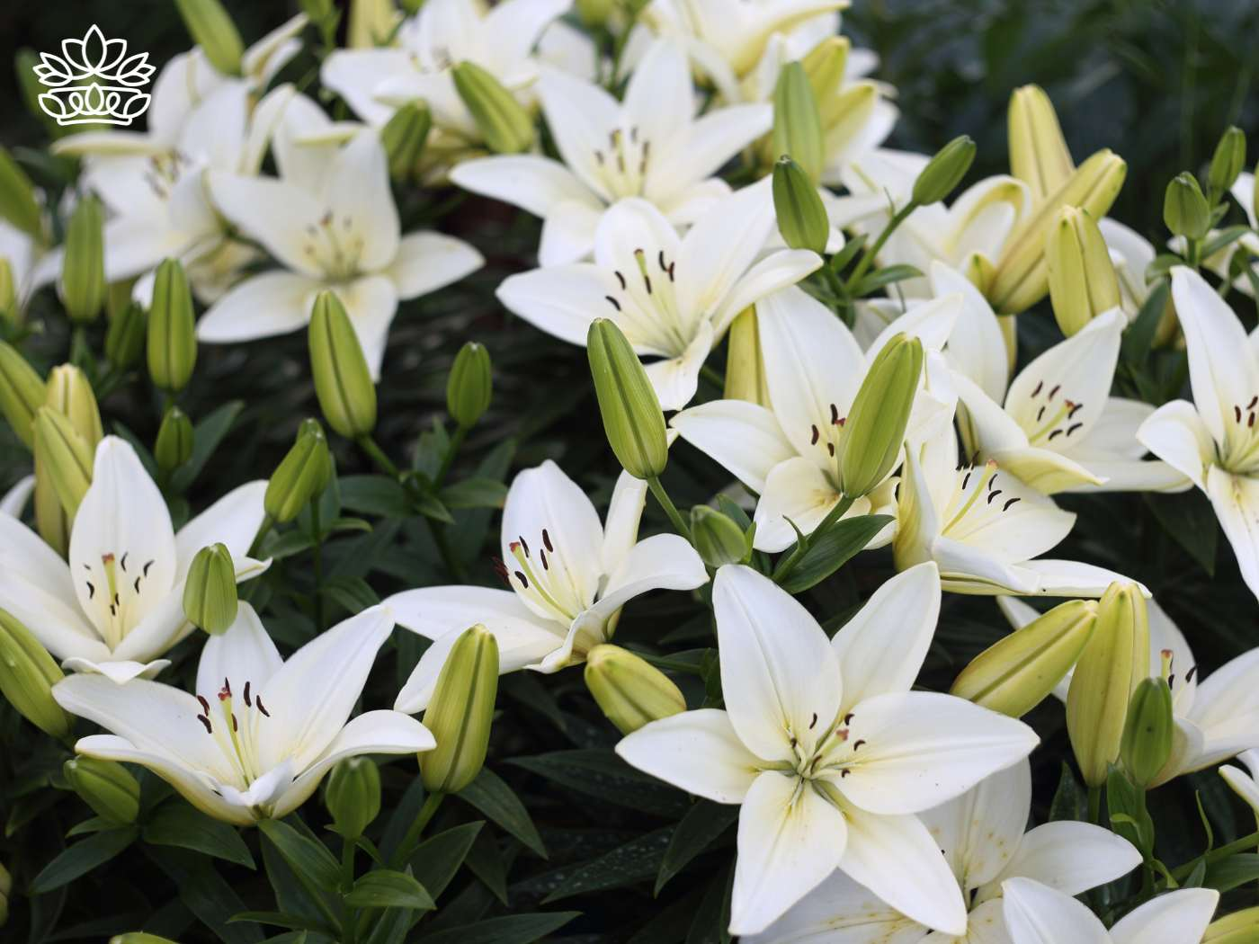 A vibrant display of true lilies with trumpet-shaped blooms, captured in early autumn in Cape Town. This beautiful bouquet of flowering plants, showing various species including those most common in the Northern Hemisphere, highlights their flowering periods just above the soil surface, making it a perfect gift from the Fabulous Flowers and Gifts - Lilies Collection.