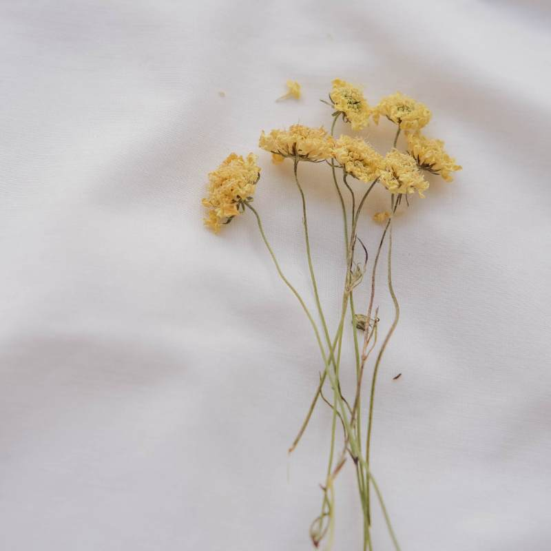 pressed flowers, silica gel dried flowers, yellow flowers