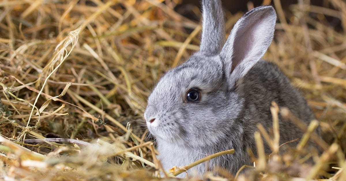 Understanding Rabbit Nutrition