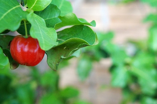 acerola, fruit, red, acerola, acerola, acerola, acerola, acerola