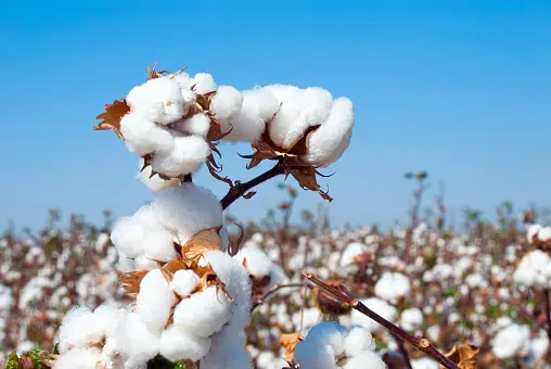 Organic cotton for sustainable fashion