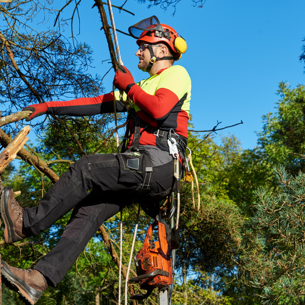 Image demonstrating the safety measures taken by a professional arborist.